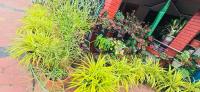 Cozy Coffee Estate Homestay Coorg Madikeri - Ferienwohnung Madikeri