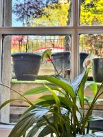 The Botanics Residence - Bed and Breakfast Glasgow