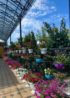 Sabi Guest House - B&B Bokombayevskoye