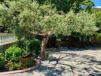 Villa Angelika Nea Iraklitsa - B&B Irakleitsa
