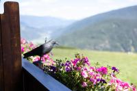Residence Condor - B&B Maranza
