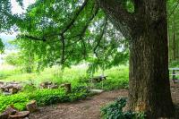 가평 야옹이네 Near Seoul Healing Stay Cats, BBQ, Korean Firepit Nights - B&B Songsan