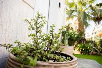 Pallantides Residence - B&B Pallini