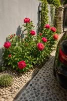 Baci green Retreat, RoseArt Resort - B&B Lubiana