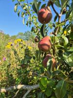 Lyng Farm Campsite - B&B Brisley