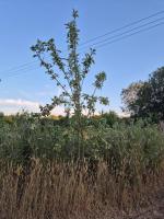 Lyng Farm Campsite - B&B Brisley