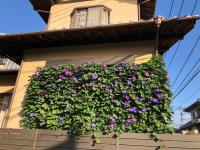KOTO TEA HOUSE - Vacation STAY 12808 - B&B kumamoto
