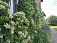 Pod Jabłonią - B&B Ustronie Morskie