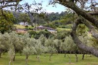 Olive Grove - Pet Friendly with Fireplace - Bed and Breakfast Bellawongarah