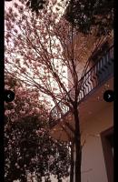 VillaGioveRooms - B&B Prato