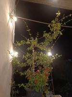 La Rosa - Bed and Breakfast Visciano