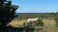 Linaleu cabin - a private stay by the seaside - Ferienwohnung Sarve