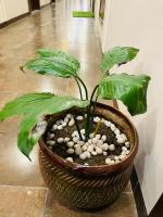 Aloria Stays - Bed and Breakfast Dehradun