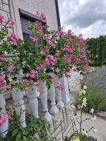 Apartmani Milicevic Zlatibor - B&B Zlatibor