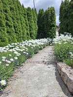 Apartmani Milicevic Zlatibor - B&B Zlatibor