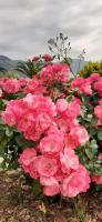 Marina Adriatic Apartment - Bed and Breakfast Sutomore