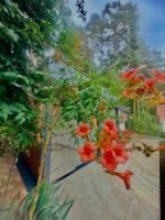 Pine Apartman Oasis Apartman - B&B Zavidovići