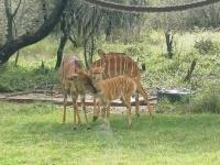 BosSpoke Bush Lodge - B&B Mmukubyane