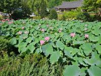Tohyang Traditional House - Bed and Breakfast Ponghwa