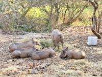 KrugerBig5 Marloth Park 967 - B&B Marloth Park