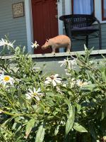 Bungalow with Fenced Yard Near Ferry and National Park - B&B Port Angeles