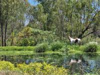 Appaloosa Luxury Glamping Tent near Cullinan - B&B Ystervarkfontein