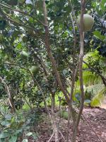 Nam Binh Homestay - B&B Ben Tre