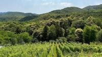 Dedina Klet - Vineyard Cottage with Mountain View - Chambres d'hôtes Prigorec