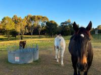 Delaware Retreat - Luxury Escape with the Animals - Chambres d'hôtes Bathurst