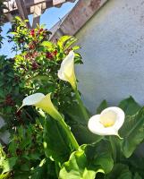 Luxury Quiet Room near Torbay Hospital - B&B Torquay