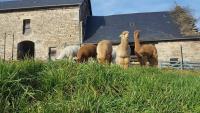 Gîte de France Gîte 12 personnes au cœur d'une ferme d'alpagas 2 épis - Gîte de France 12 personnes MAE-9944 - Chambres d'hôtes Chaumeil