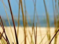 Haus Freiraum, Am Alten Deich 13b - B&B Dangast