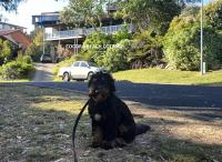 Cocora Beach Cottage - pet friendly - Ferienwohnung Eden