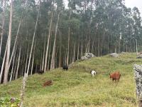 Rancho Dutton - Bed and Breakfast Nova Friburgo
