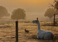 Chandelle Park Farm Stay - B&B Exeter