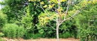 Big & luxurious eco-tiny house in nature & near Brussels - B&B Merchtem