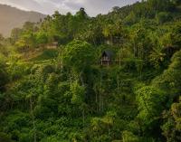 Rainforest Emerald Haven - B&B Deniyaya