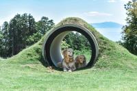 Doggo伊豆 - Bed and Breakfast Ito