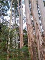 Refúgio Nárnia uma experiencia junto a natureza - B&B Nova Petrópolis
