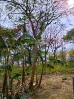 Finca Cazzanica - B&B Dolores