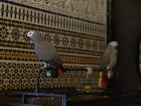 Riad Dar chrifa - B&B Rabat