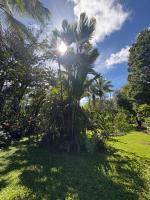 RV in a Rainforest Tree - A fun, unique, magical jungle experience! - Ferienwohnung Pāhoa