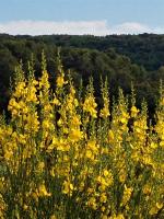 Il Poggio Delle Ginestre - B&B Torgiano