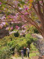 Tree of Life Gomera - natural paradise - peace & quite - Ferienwohnung San Sebastián de La Gomera