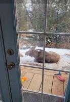 Birch Tree Cabin - B&B Homer