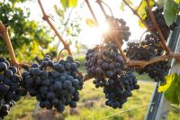 dreamfactory Residence - Wine Escapes Studio - B&B Langenlois