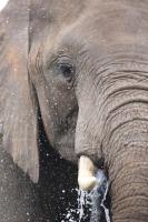 Bundox Explorer Camp - B&B Hoedspruit