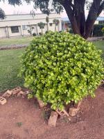 The Residence in Palapye - Ferienwohnung Palapye