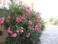 Apartman Husic - B&B Isola di Pago