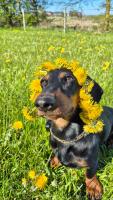 Wohlfühl-Zuhause für Hund und Mensch - B&B Rodenäs
